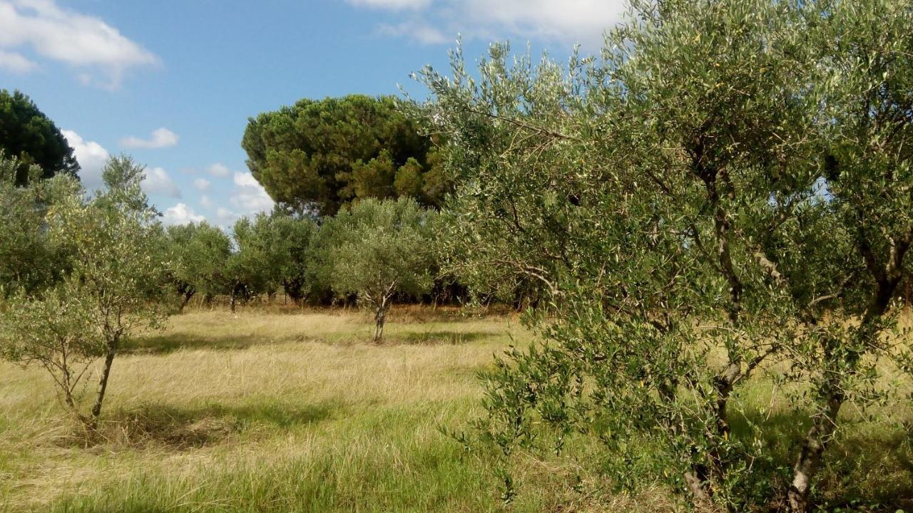 Olive Garden Guest House Kyparissia Exteriör bild